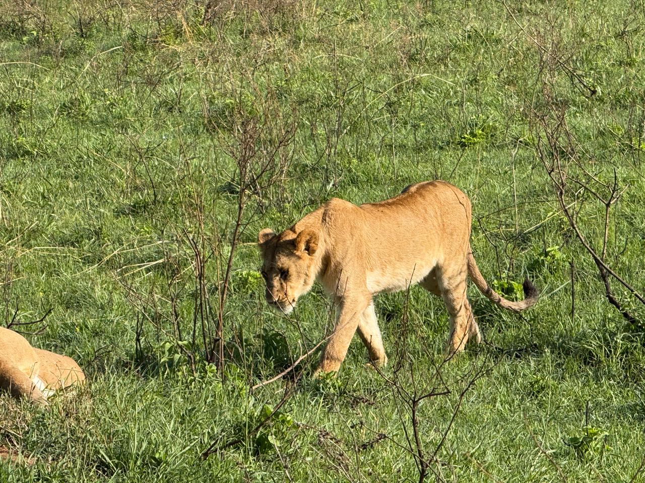 5-Day Maasai Mara, Lake Nakuru, and Lake Naivasha