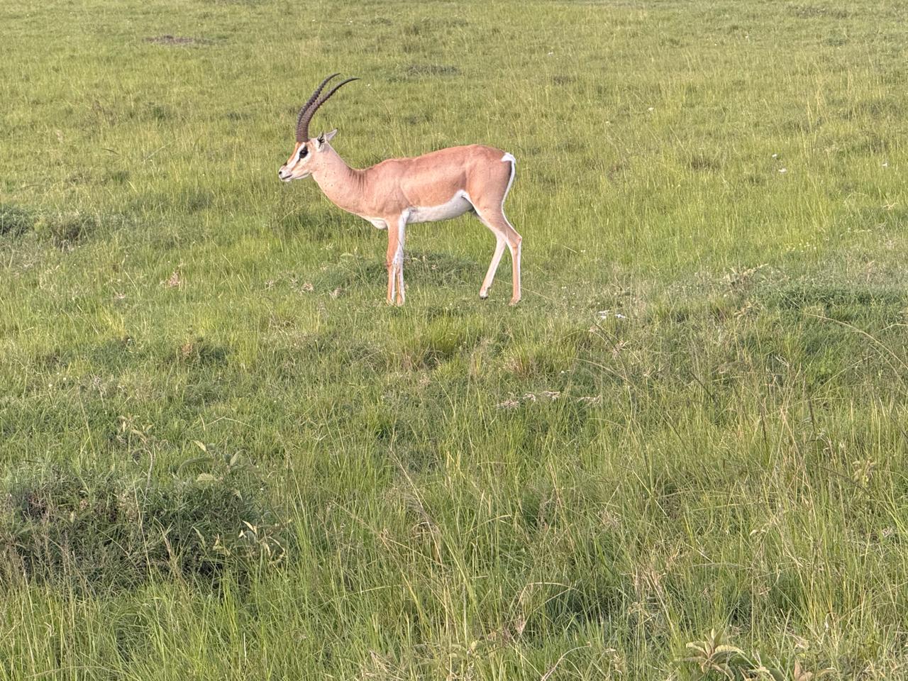 10-Day Kenya & Tanzania Grand Safari: Mara, Rift Valley Lakes, Amboseli, Serengeti & Ngorongoro