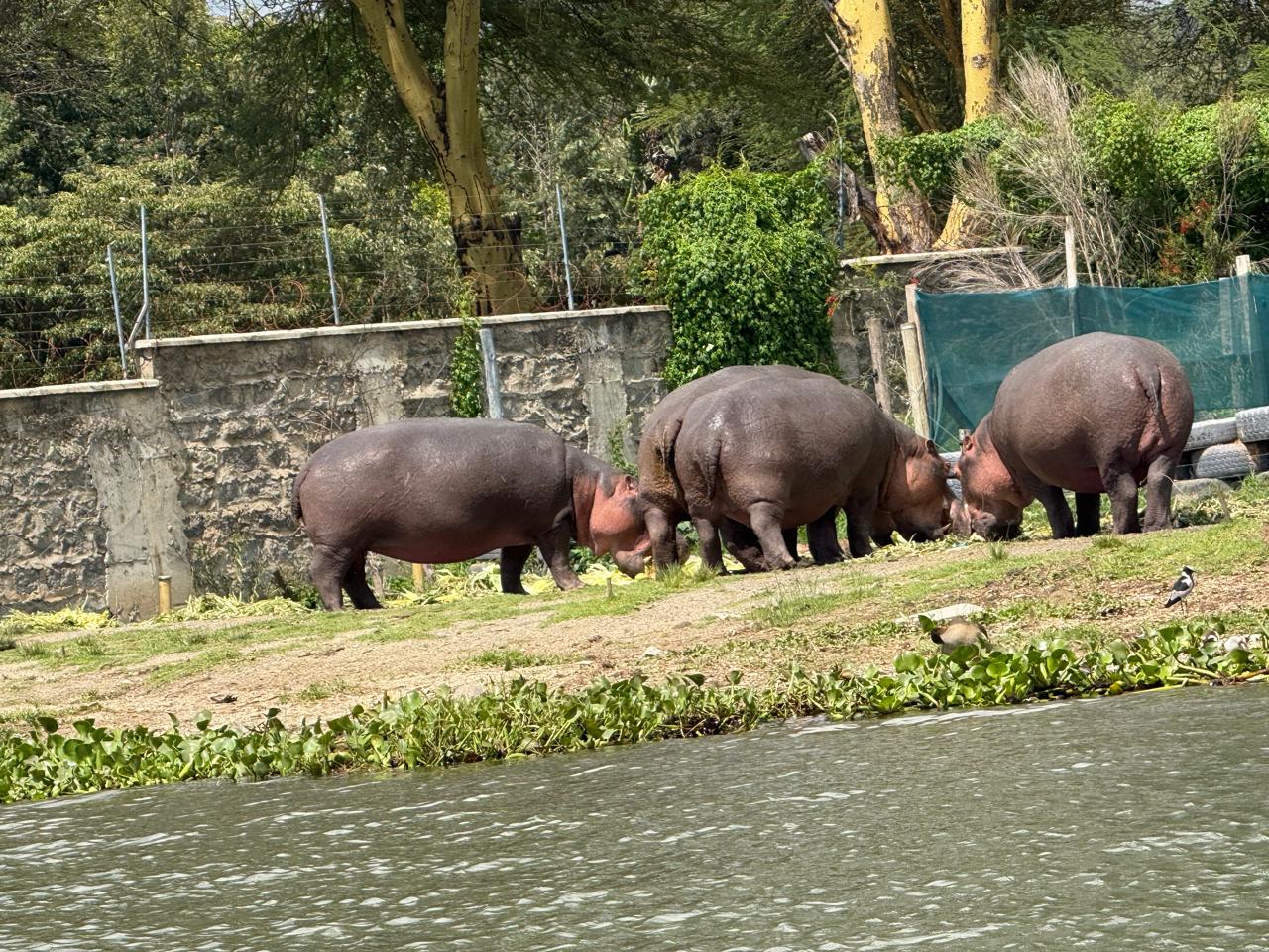 6-Day Maasai Mara, Lake Nakuru, and Amboseli