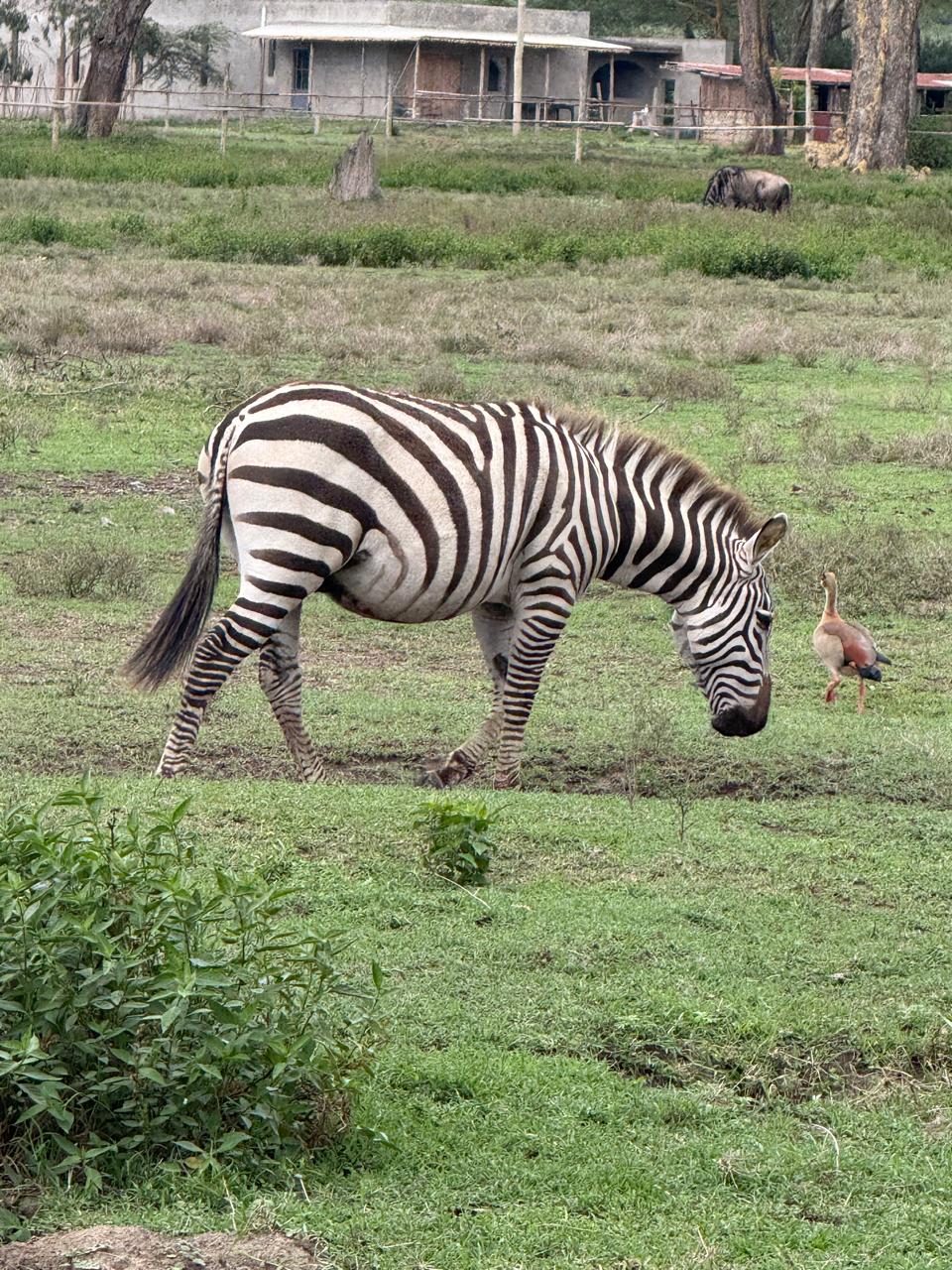 7-Day Maasai Mara, Lake Nakuru, Lake Naivasha, and Amboseli