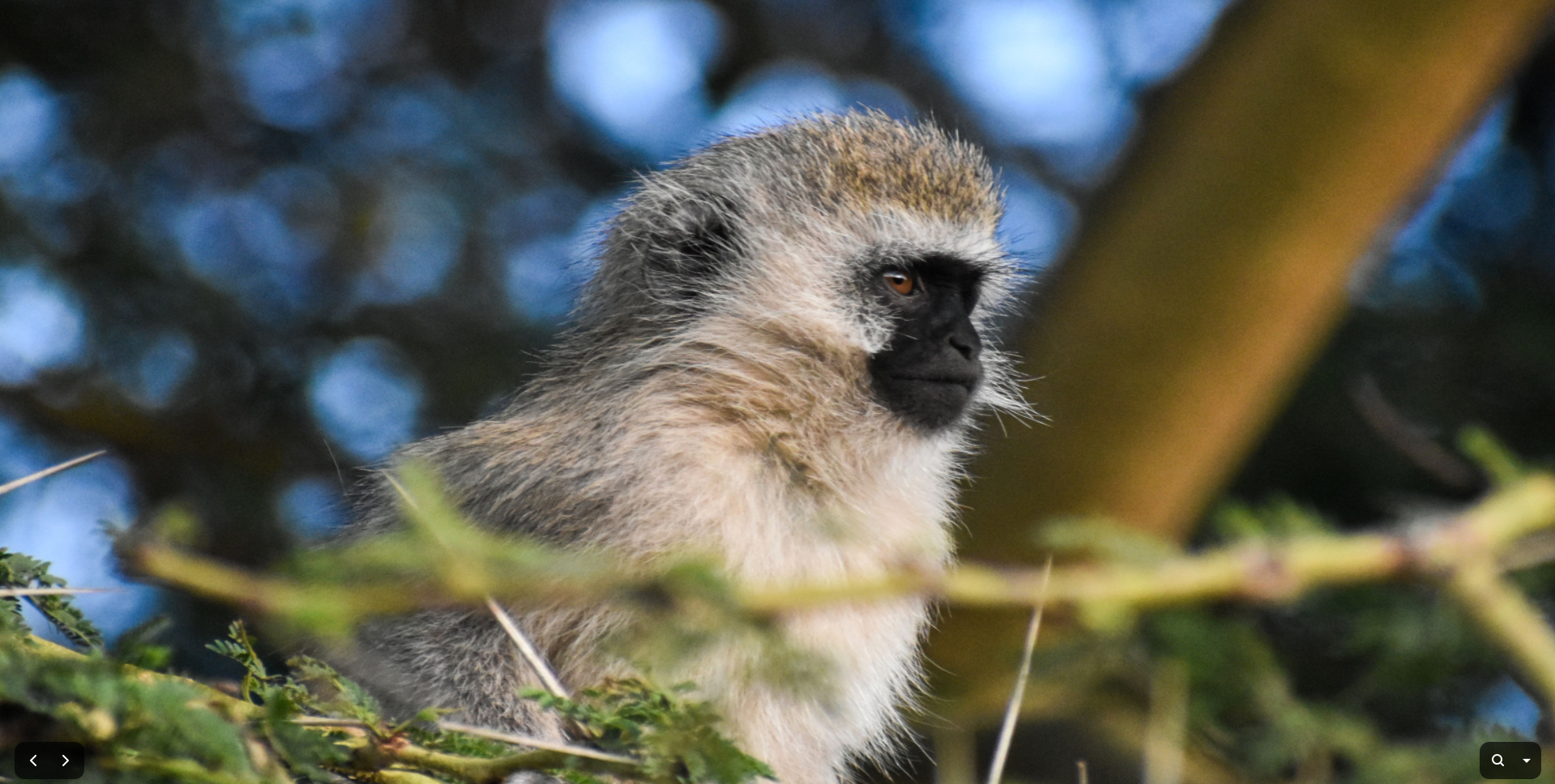 3-day safari Kenya Safaris